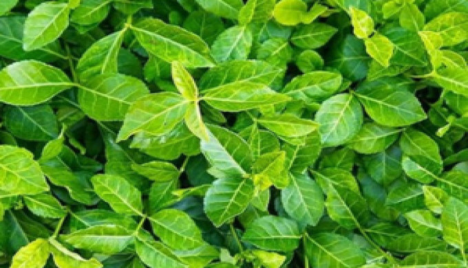 Unlock Peak Performance with Green Lumber Supplements for Men